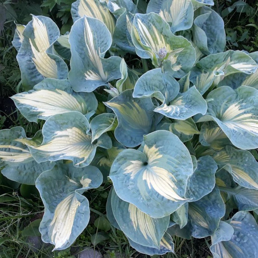 Hosta Golden Meadows