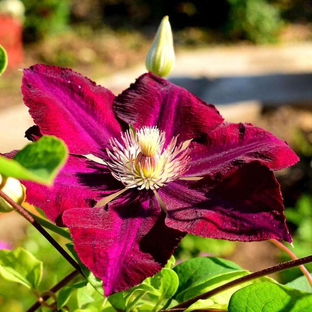 Iba't ibang klase ng Clematis Sunset