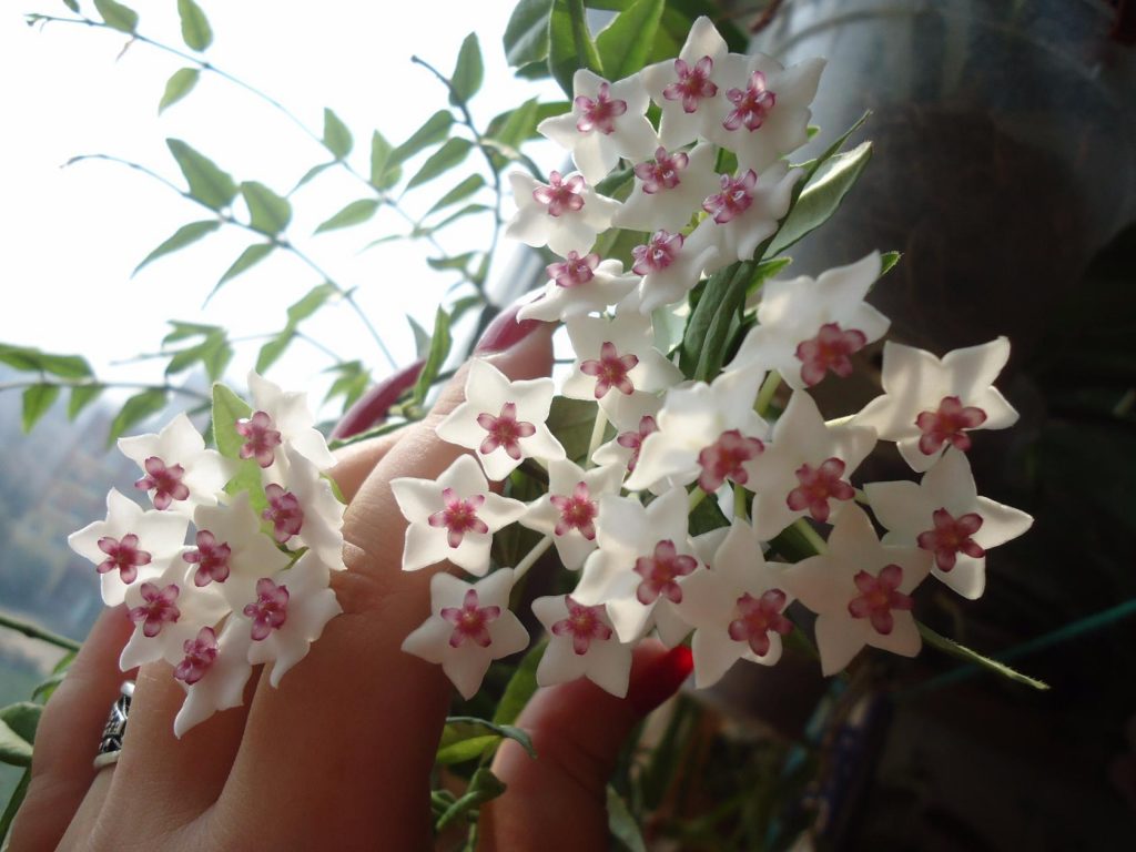 Hoya puti