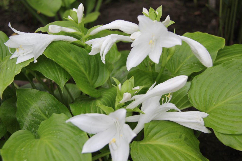 Paglalarawan ng larawan ng hosta plantain