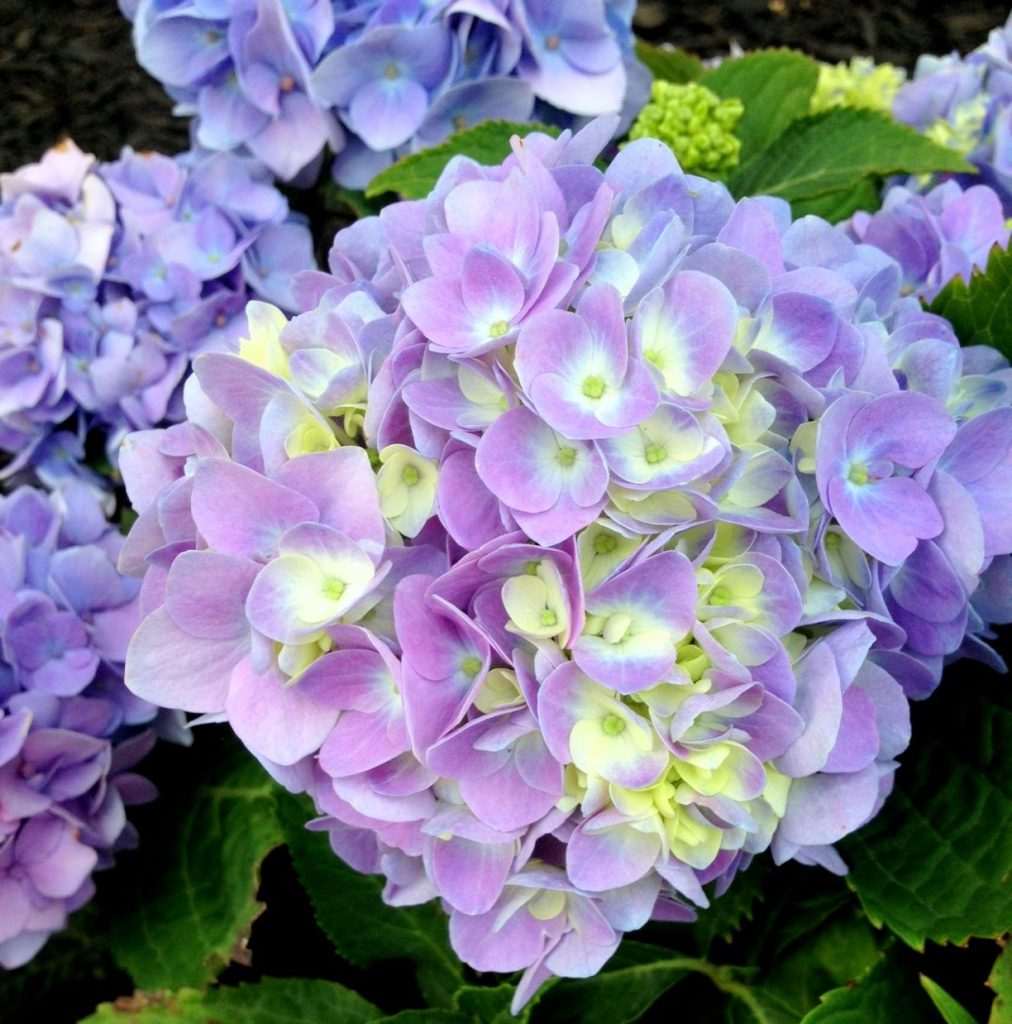 Hydrangea paniculata sandy fries