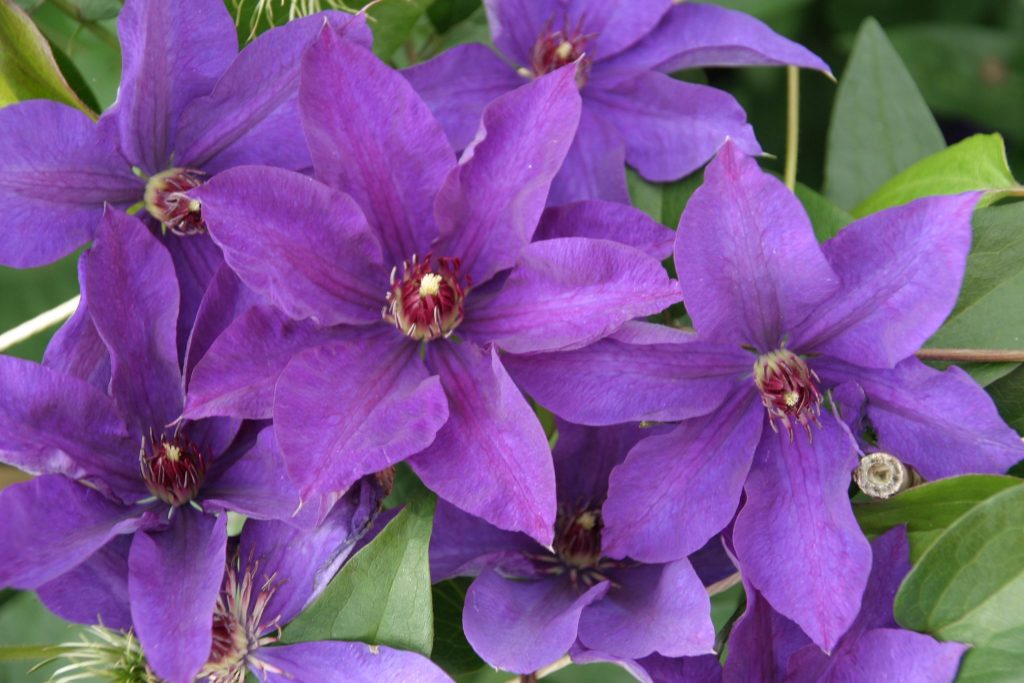 Clematis elnök vélemények