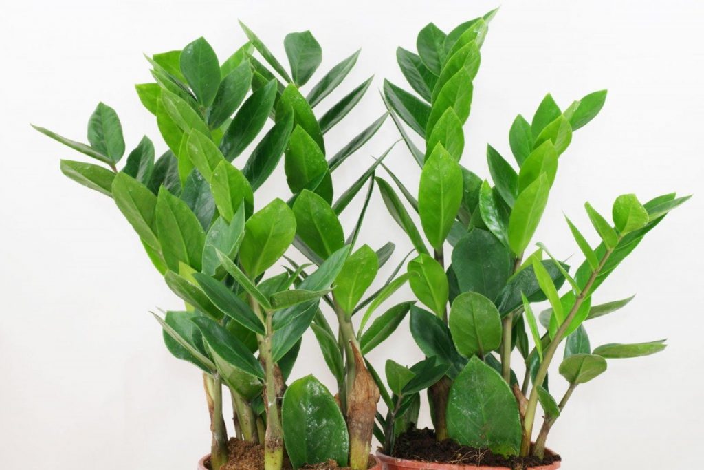 Paano lumalaki ang zamioculcas ng larawan