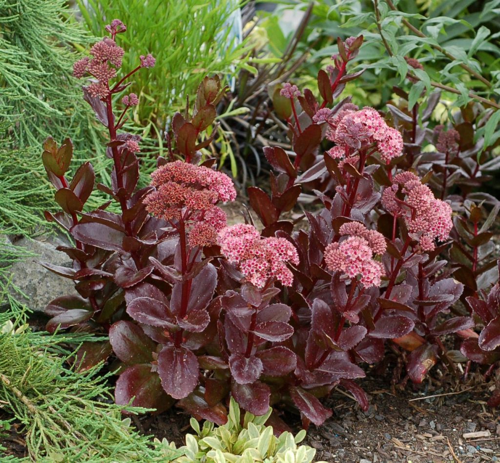 Sedum larawan ng mga bulaklak