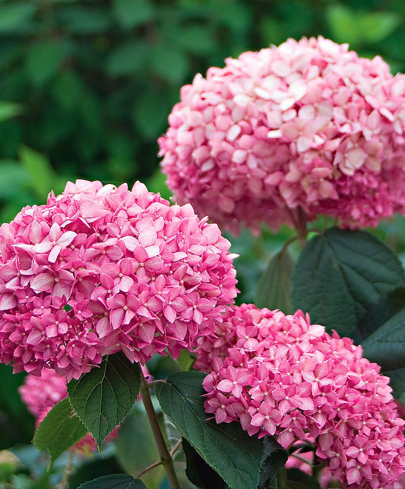 Hydrangea pink Annabelle