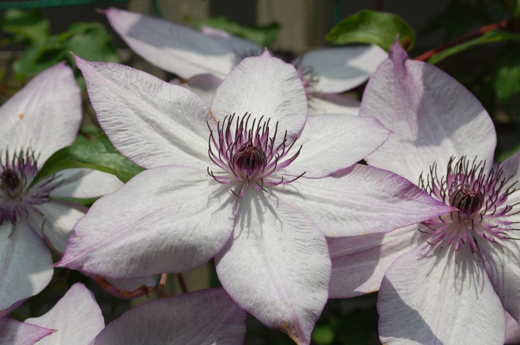 Clematis Queen Yadwiga Description des photos et commentaires