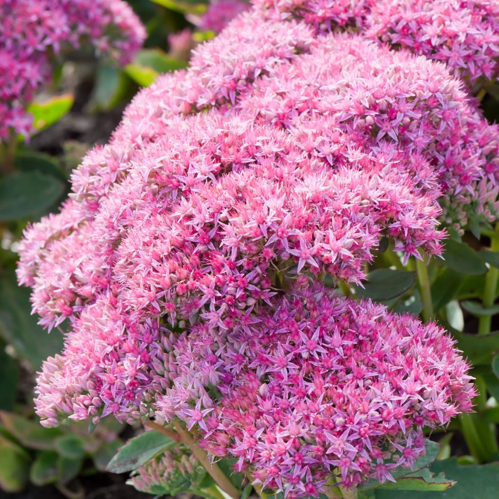 Sedum album coral carpet