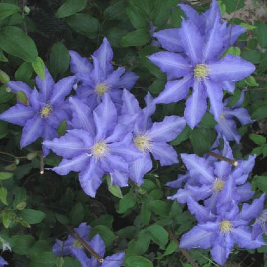 Clematis anna allemand