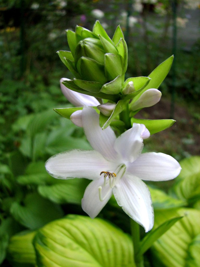 Mga katangian at larawan ng abukado ng hosta