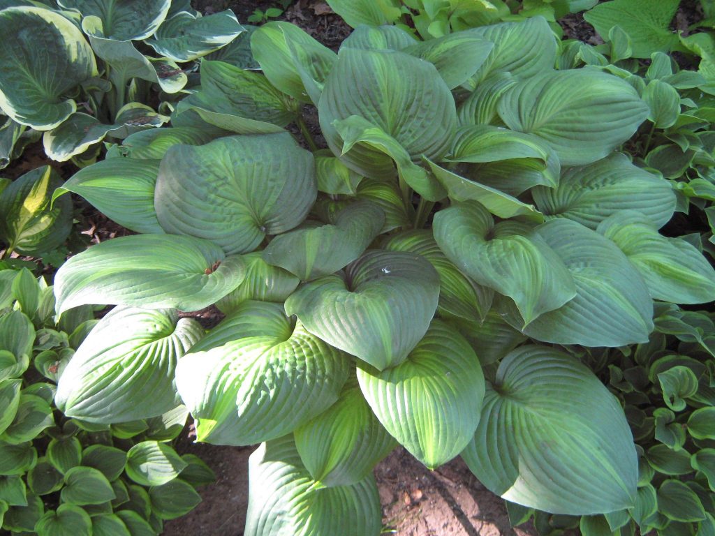 Hosta avocado