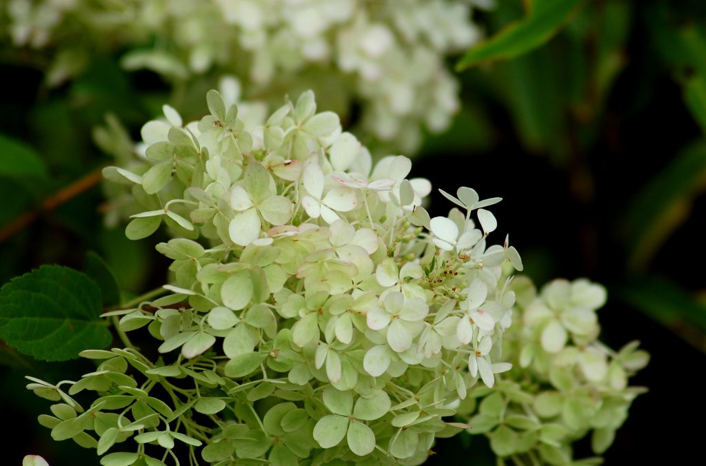 Hydrangea bobo photo et description