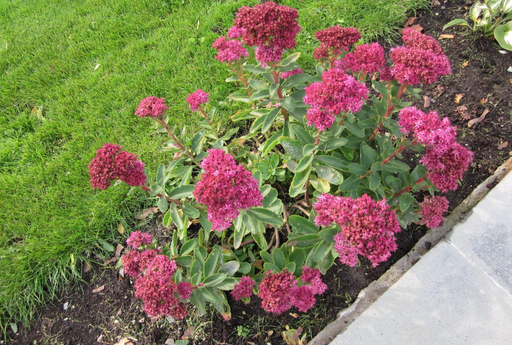 Sedum hybrid carl