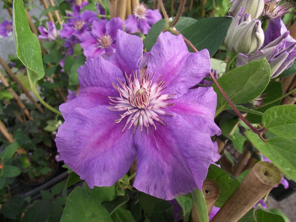 Groupe Clematis Ashwa