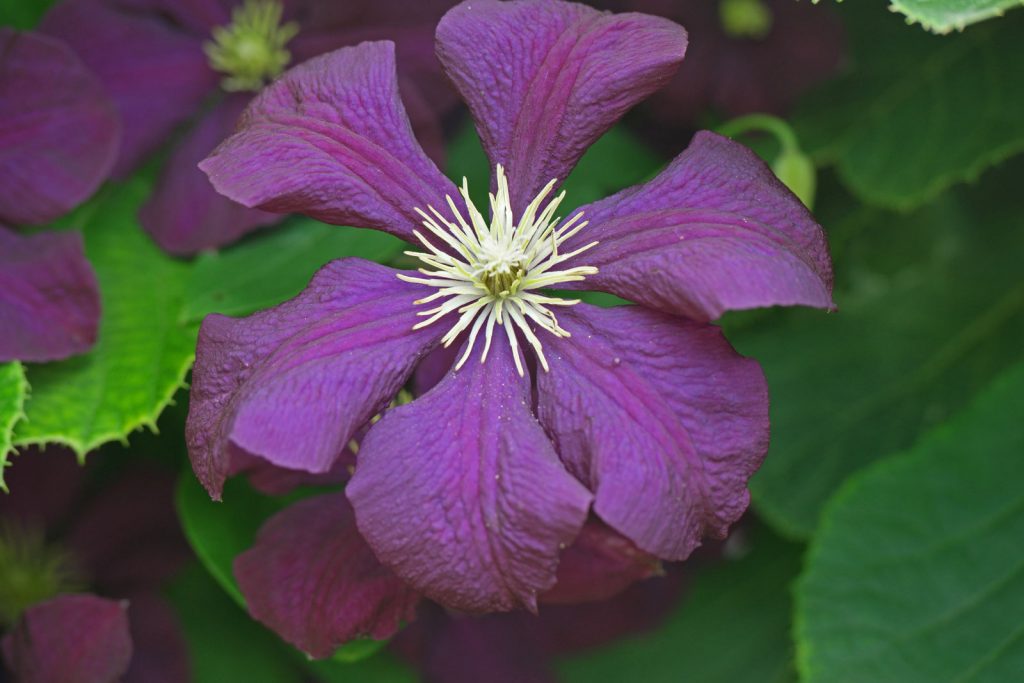 Avis sur Clematis Gypsy Queen