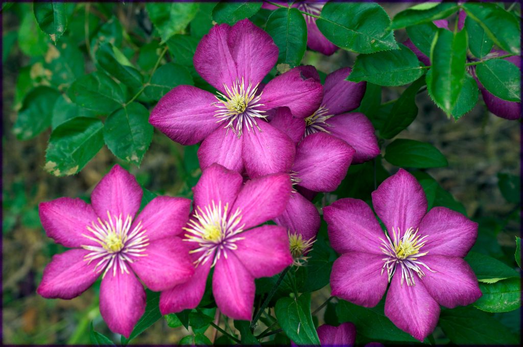 Description de Clematis Ville de Lyon