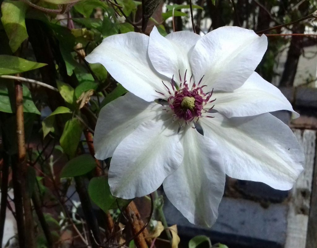 Clematis Miss Bateman Photos