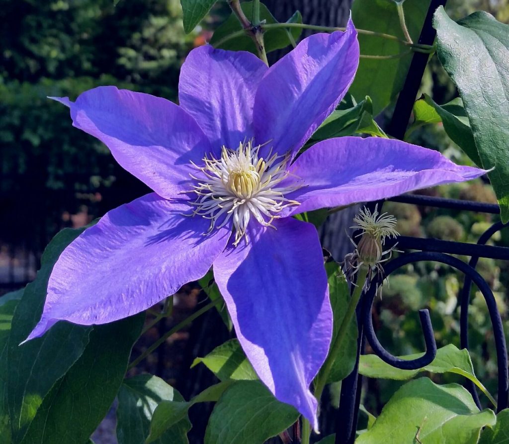 Clematis mandschurica