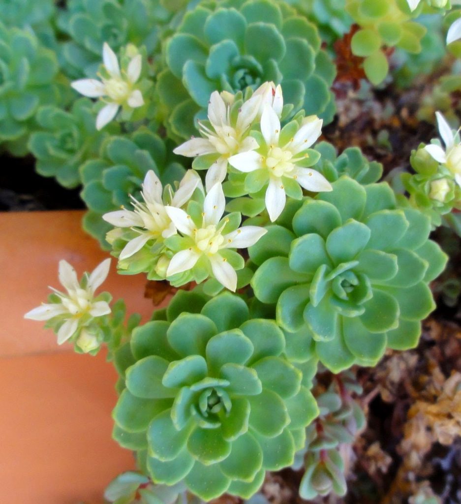 Kamchatka sedum sedum kamtschaticum