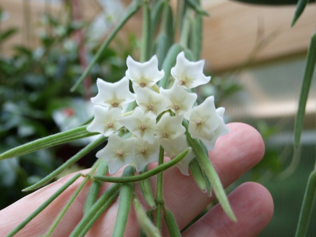 Hoya linearis na mga bulaklak