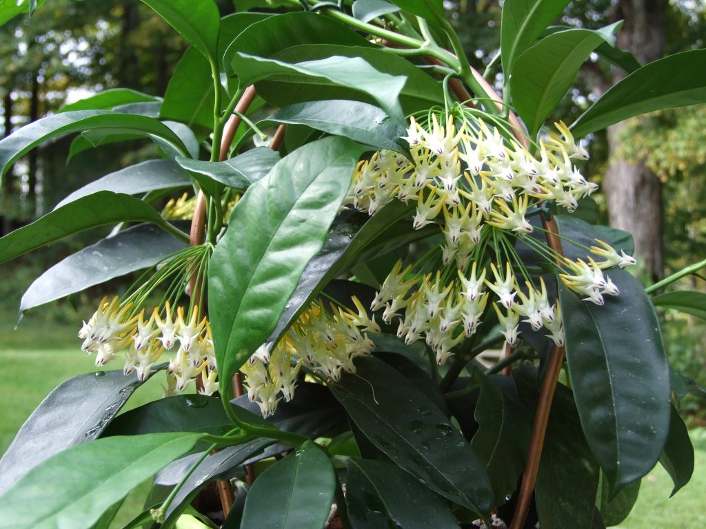 Pangangalaga sa bahay sa Hoya multiflora