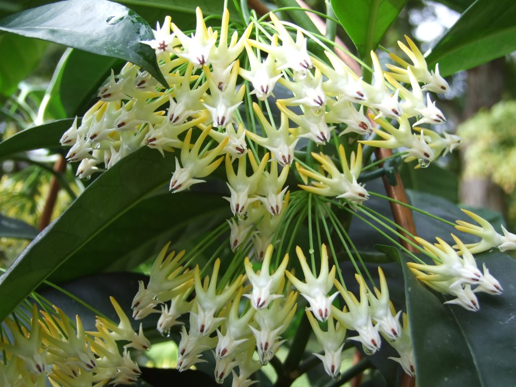 Hoya multiflora litrato