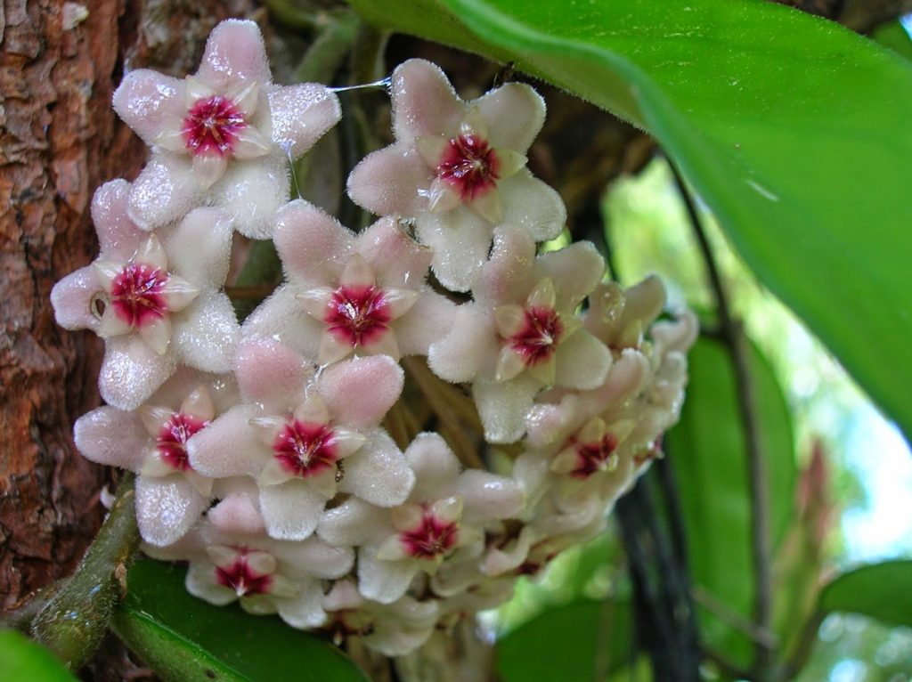 Hoya carnosa tricolor