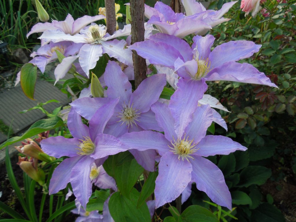 Description de Clematis Anna en allemand