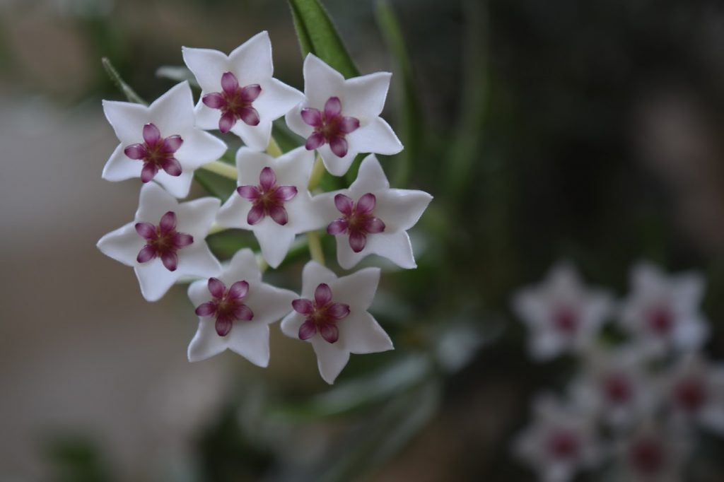 Hoya minibella