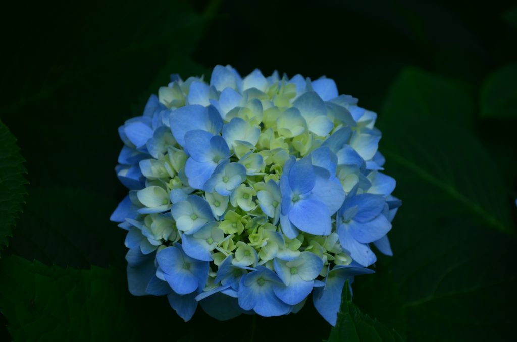 Hydrangea kiushu foto: