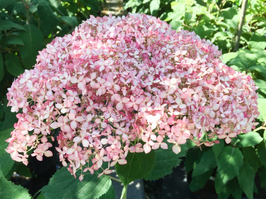 Hydrangea pink anabel na larawan ng iba't ibang paglalarawan