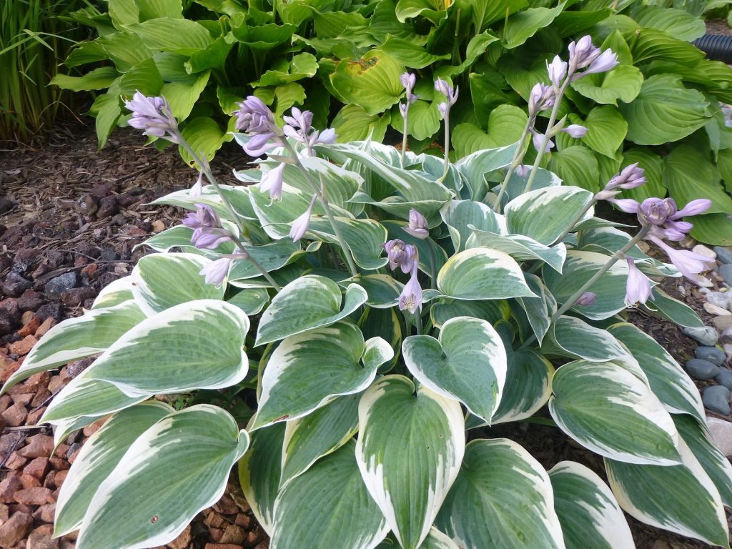 Larawan sa paglalarawan ng unang frost ng hosta