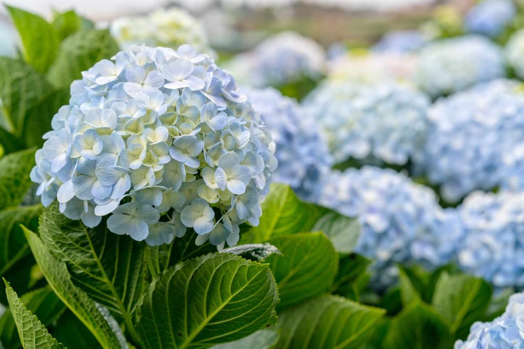 Hydrangea sundae fraise