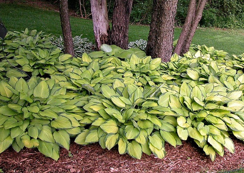 Hosta zlatý štandard