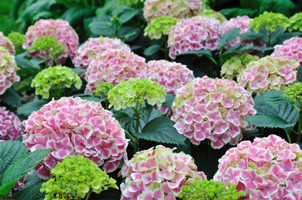 Hydrangea menthe poivrée