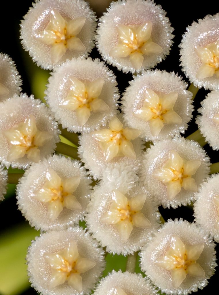 Hoya lacunosa tove