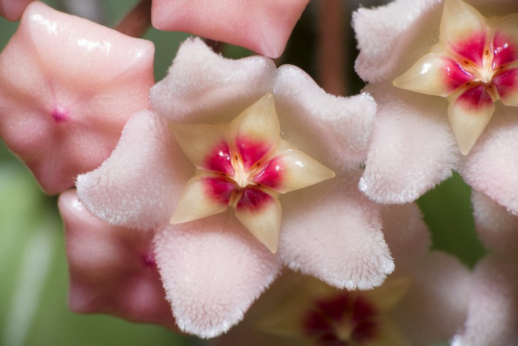 Hoya carnosa compact