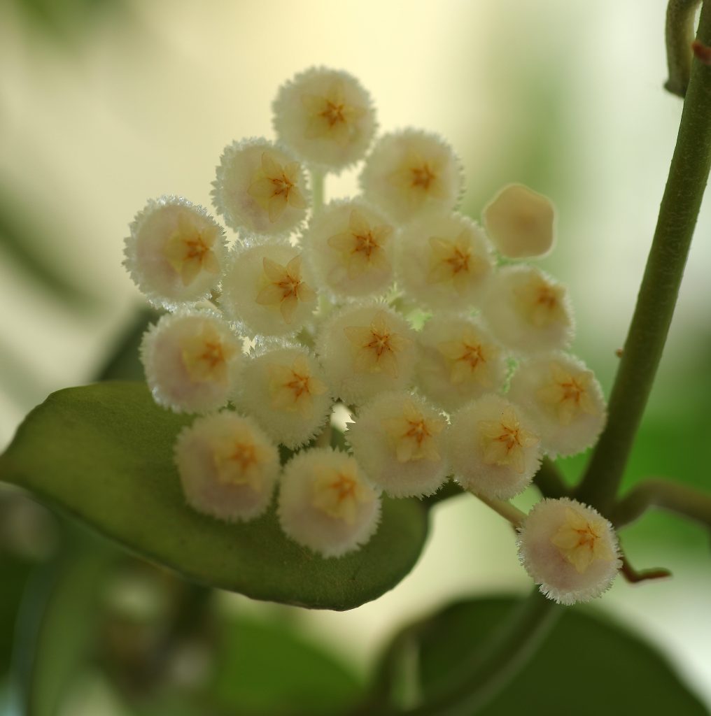 Hoya lacunosa royal flush