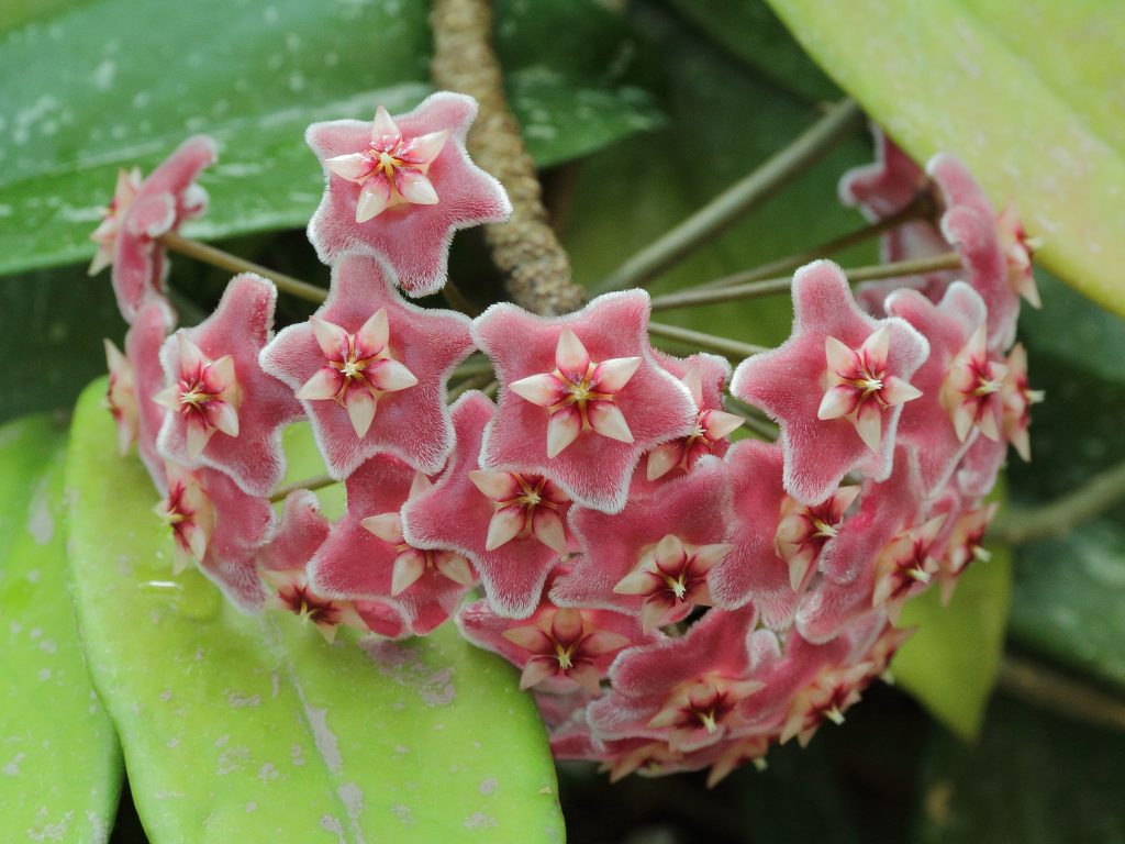 Hoya pubicalix red button