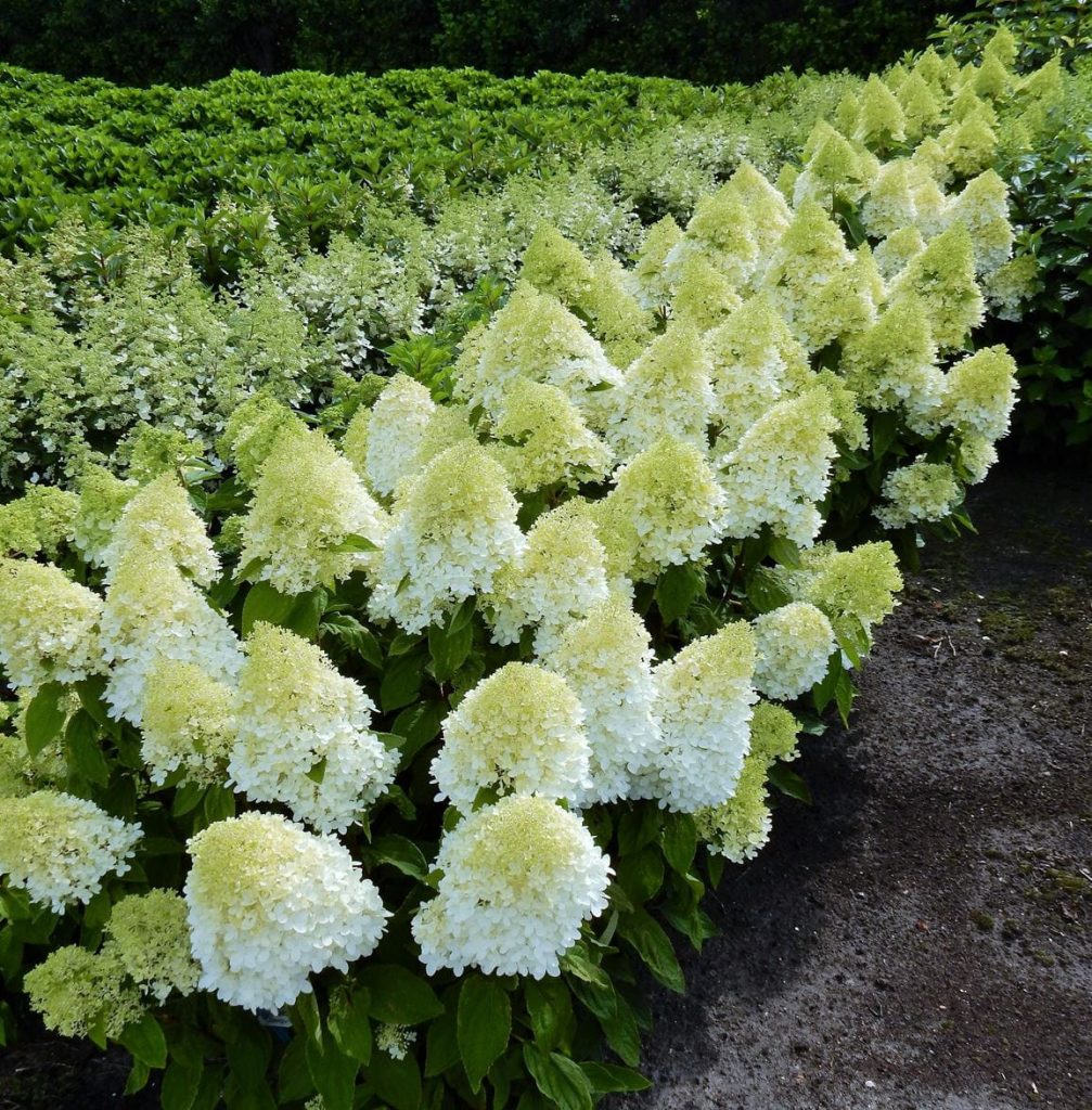 Hydrangea mahiwagang matamis na larawan ng tag-init