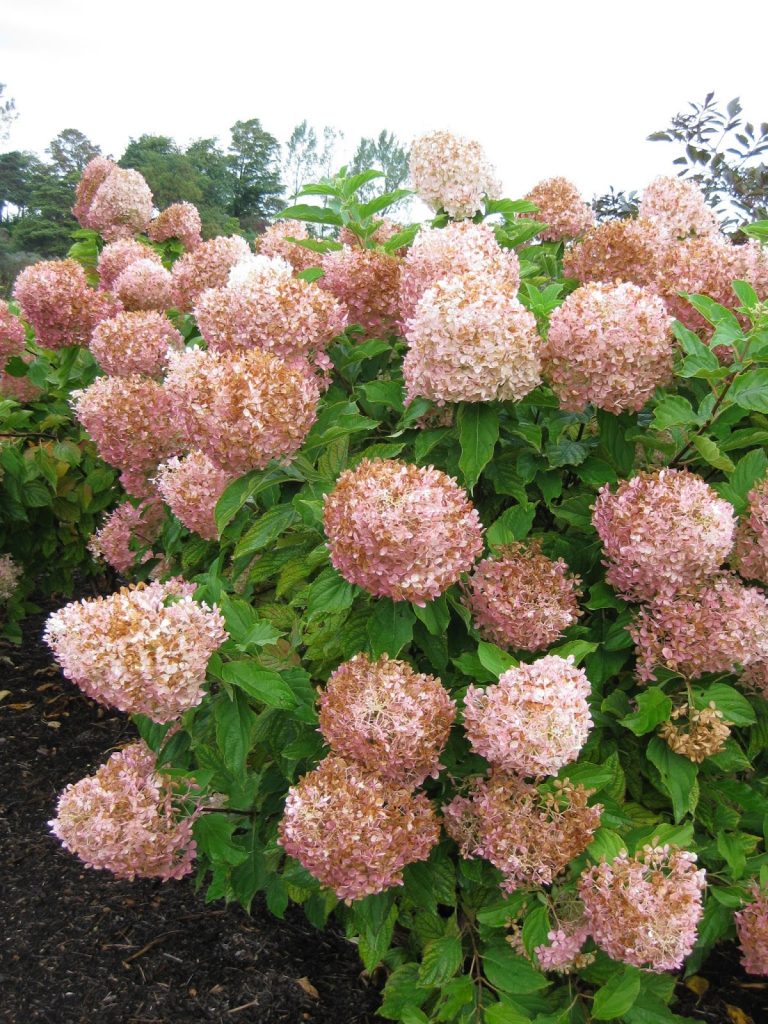 Description et photo du fantôme d'hortensia