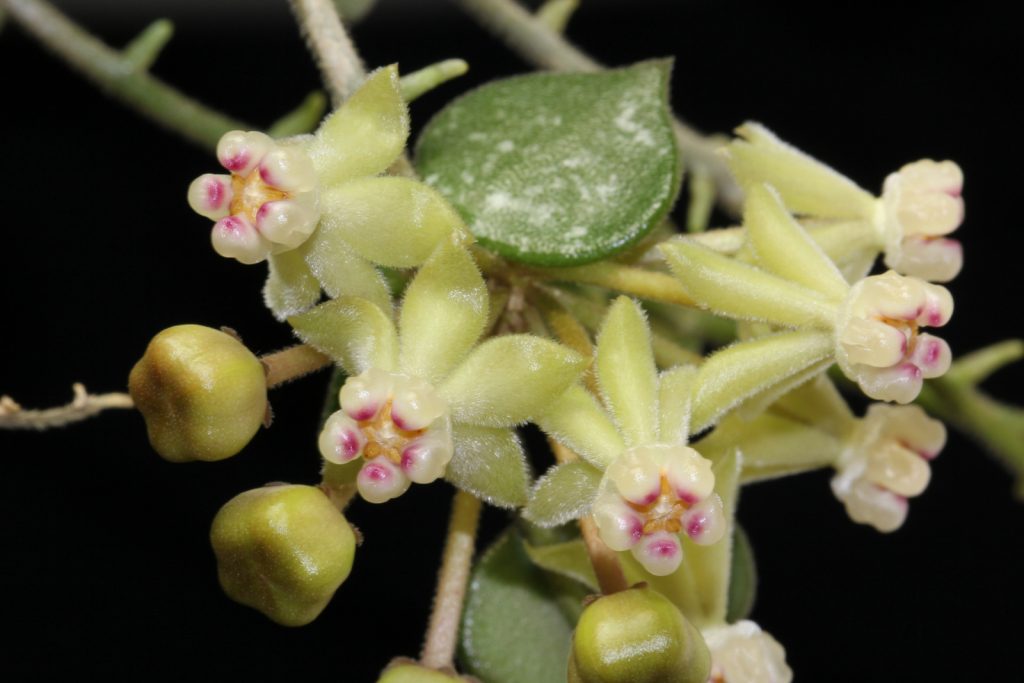 Hoya kurtisi