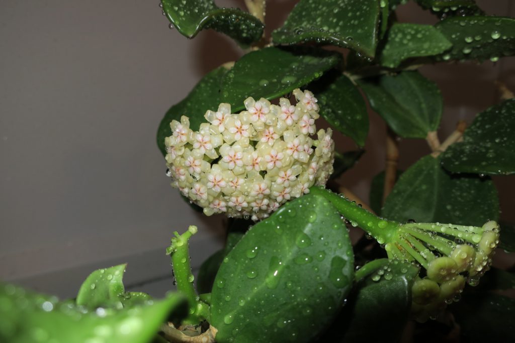 Hoya pachyclada variegata