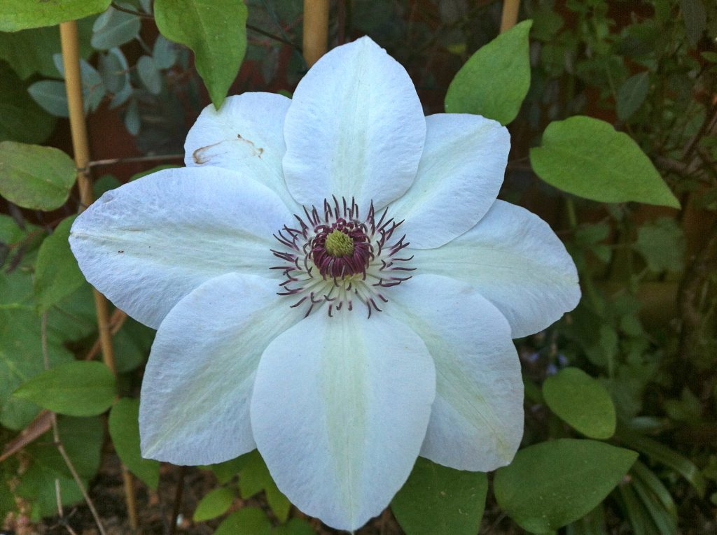 Description de Clematis Miss Bateman