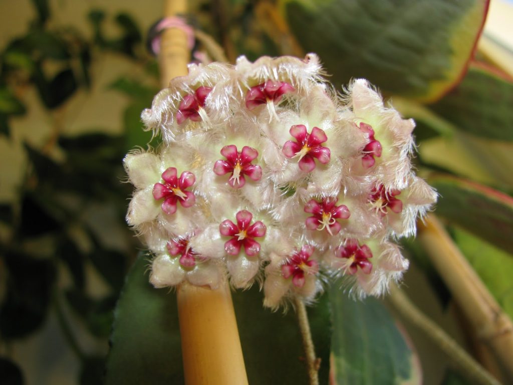 Hoya Caudata Silver Splash