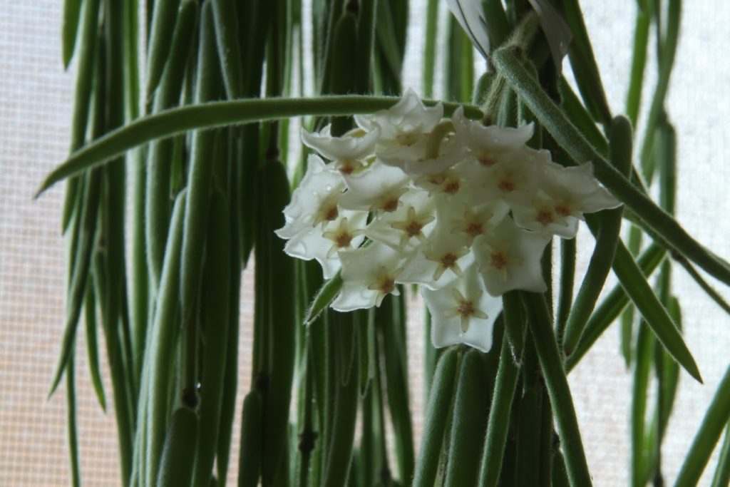 Hoya linearis na pangangalaga sa bahay