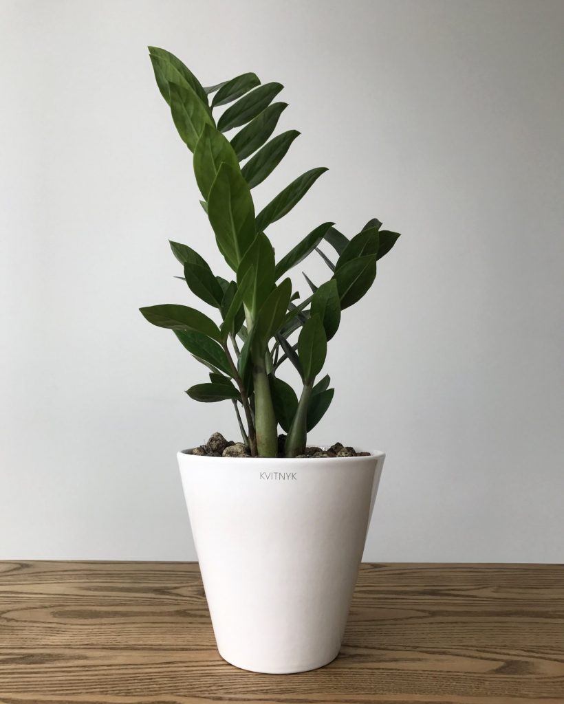 Zamioculcas jak kvete