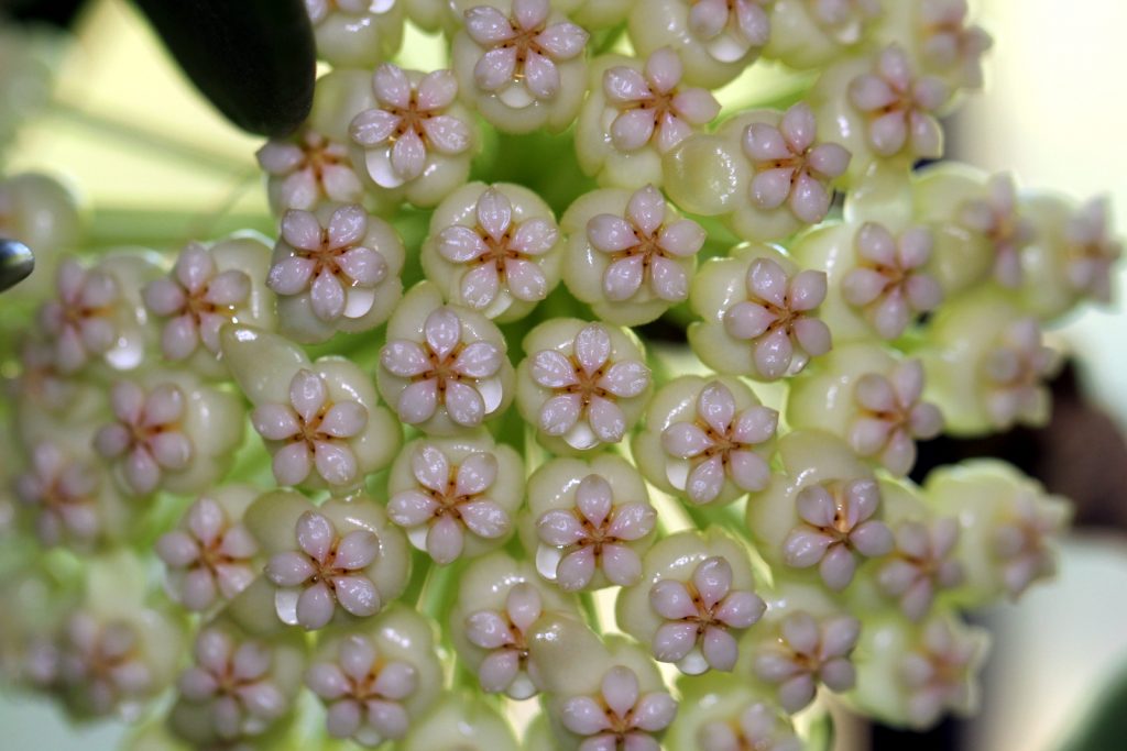 Hoya pachyclada