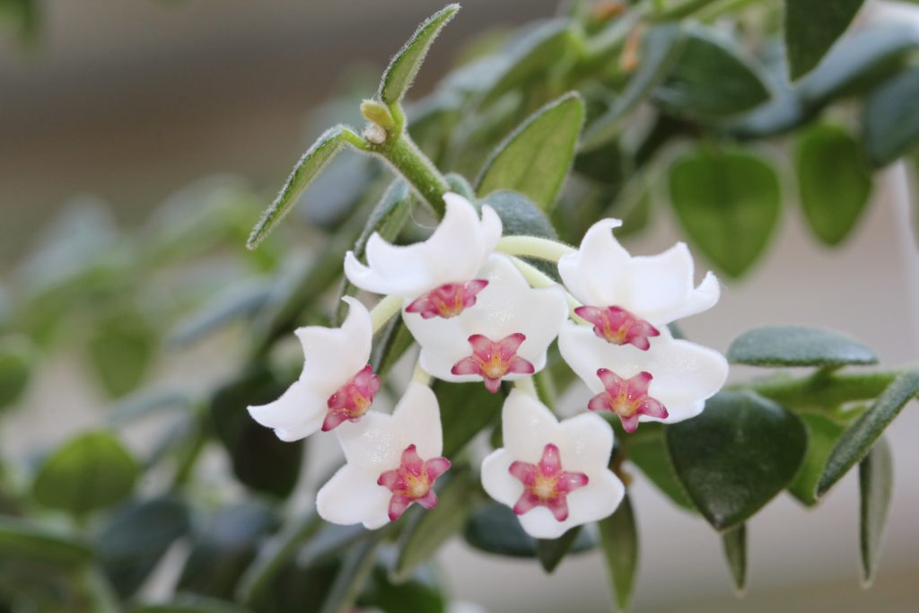 Hoya kerry variegata