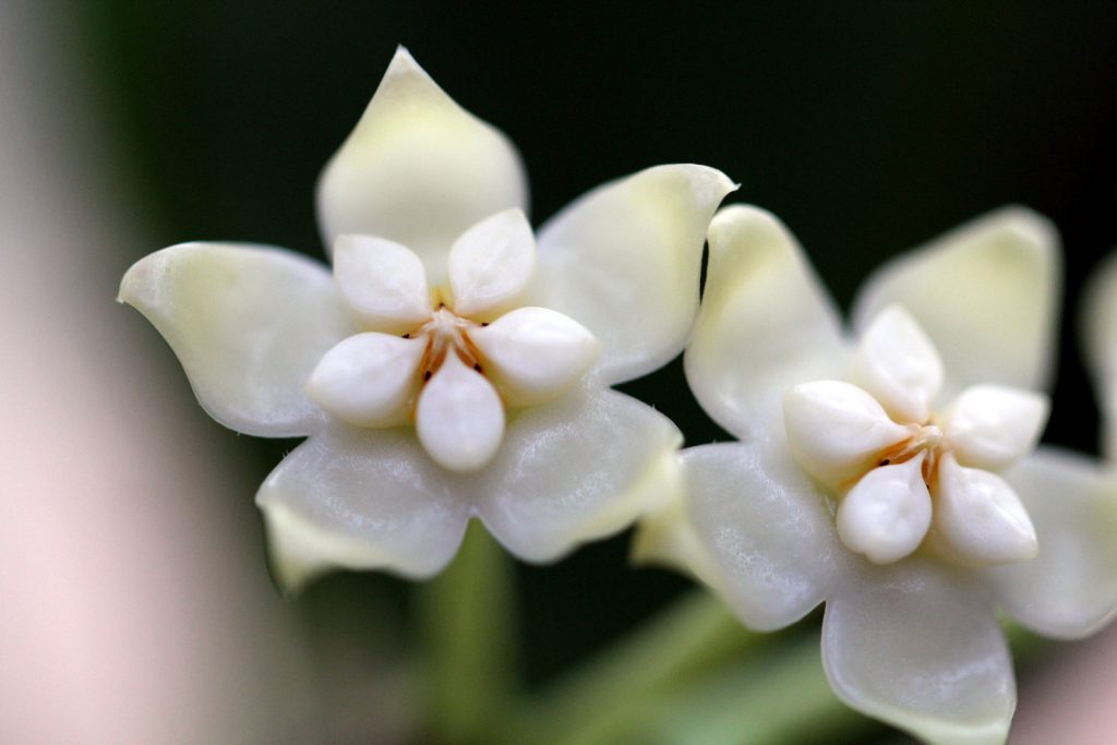 Hoya pachyclada iba-iba