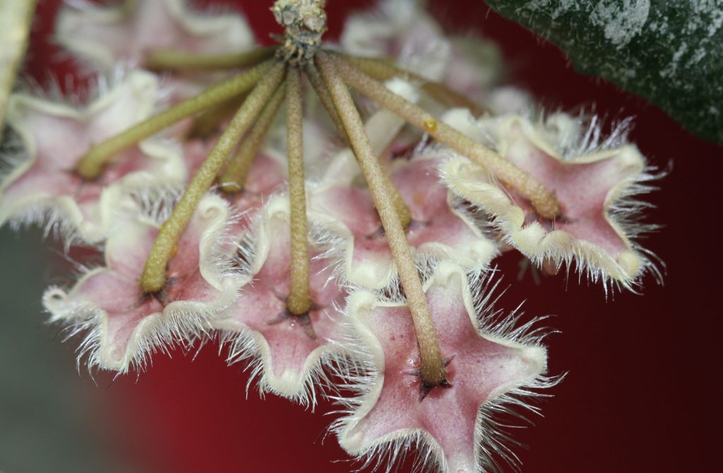 Hoya caudata ed